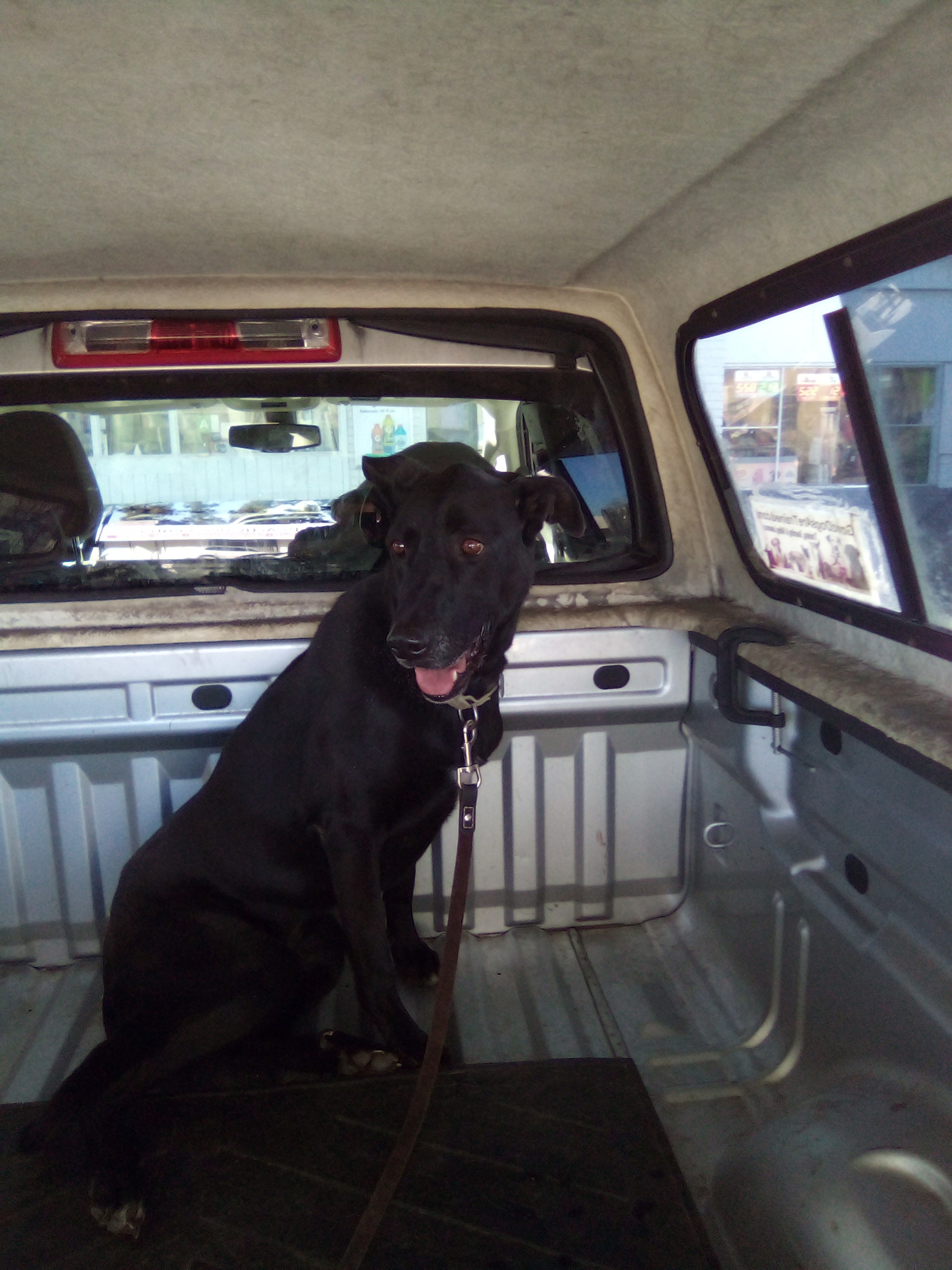 Enlarge Coco the Labra Dane, a Adopted mixed breed in Moriarty, NM image 2/8