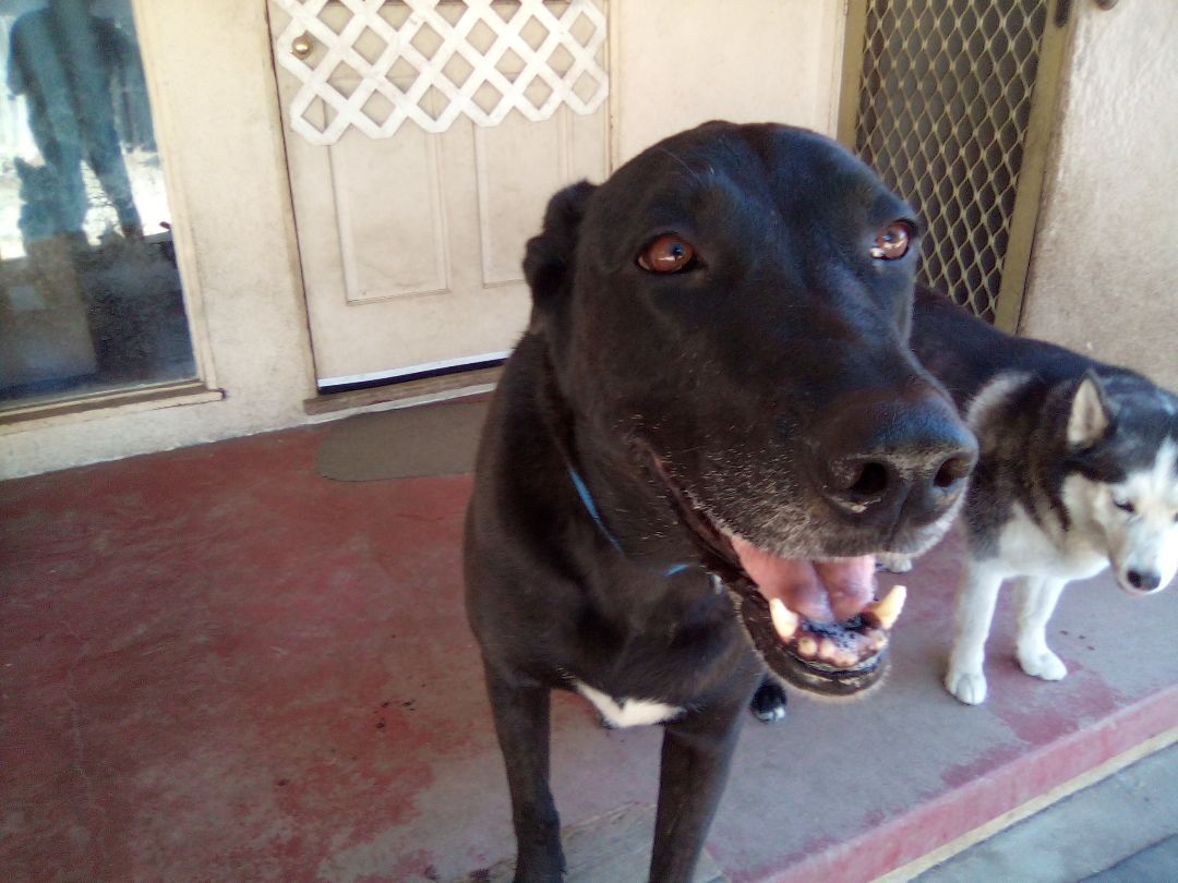 Enlarge Coco the Labra Dane, a Adopted mixed breed in Moriarty, NM image 3/8