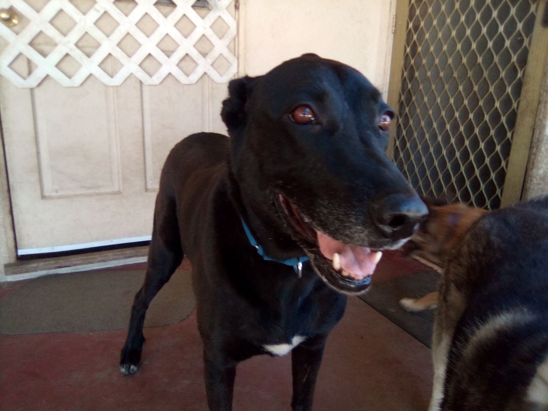 Enlarge Coco the Labra Dane, a Adopted mixed breed in Moriarty, NM image 4/8