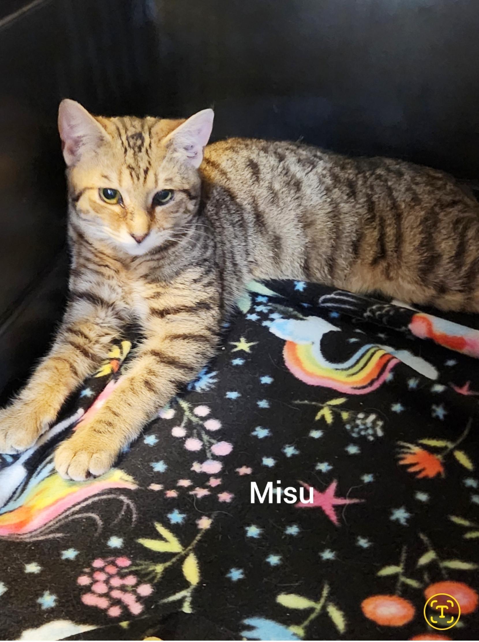 Misu ( Orlando, FL), ADOPTABLE, Young Male American Shorthair & Bengal.