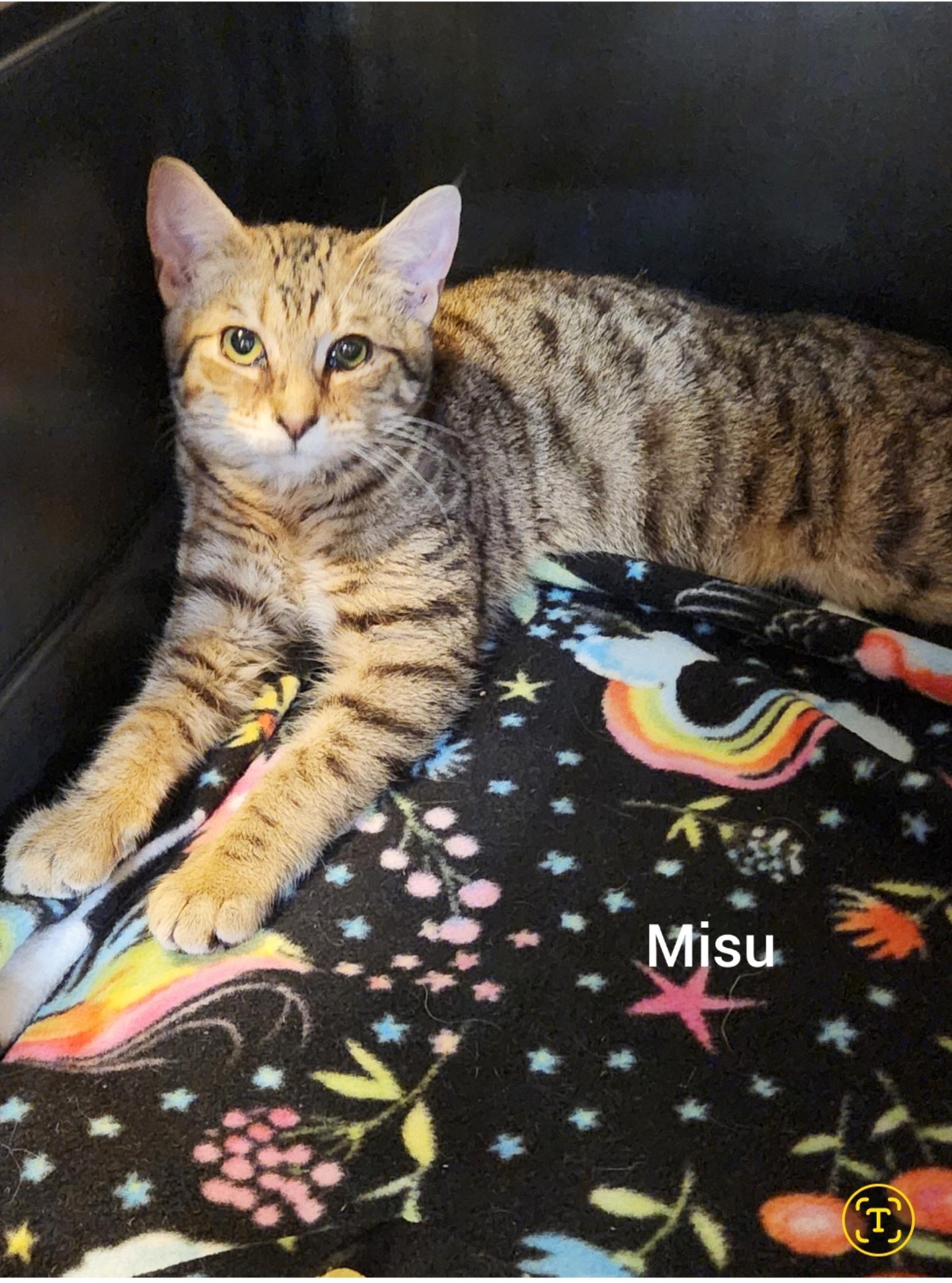 Enlarge Misu ( Orlando, FL), a ADOPTABLE mixed breed in Orlando, FL image 3/3