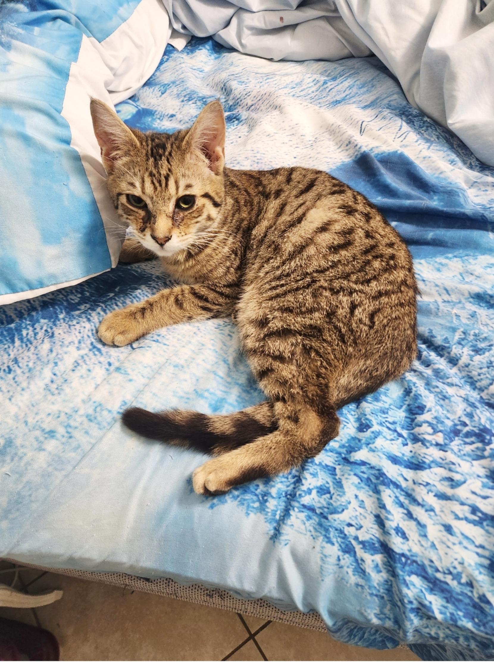 Enlarge Misu ( Orlando, FL), a ADOPTABLE mixed breed in Orlando, FL image 2/3