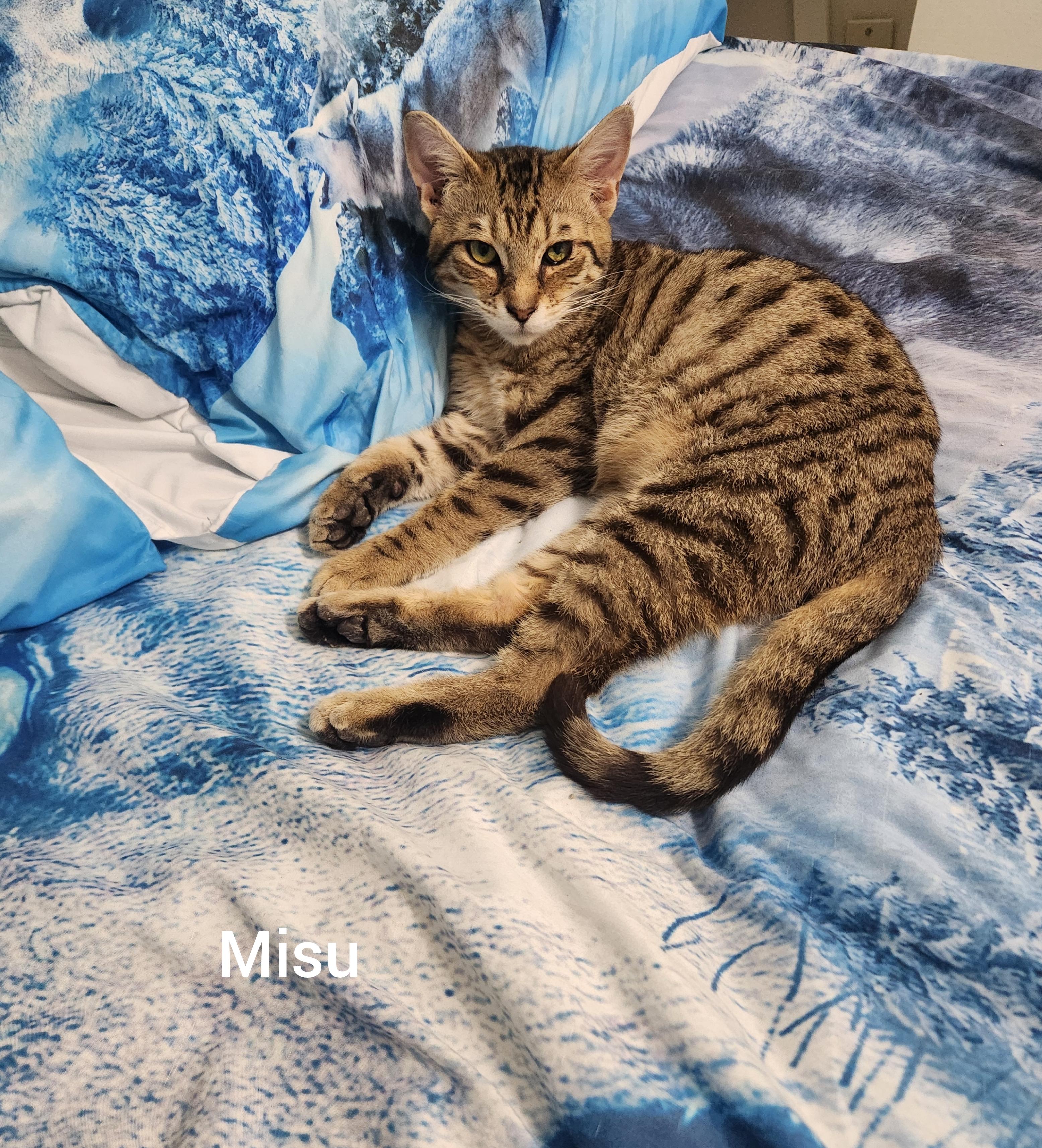 Enlarge Misu ( Orlando, FL), a ADOPTABLE mixed breed in Orlando, FL image 4/4