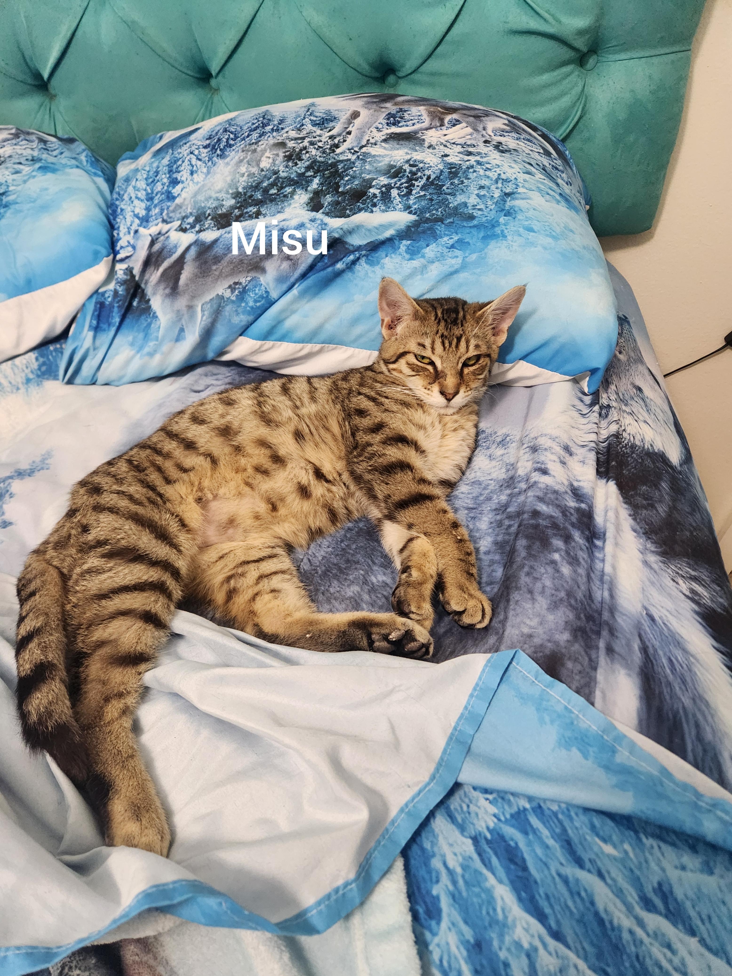 Enlarge Misu ( Orlando, FL), a ADOPTABLE mixed breed in Orlando, FL image 3/4