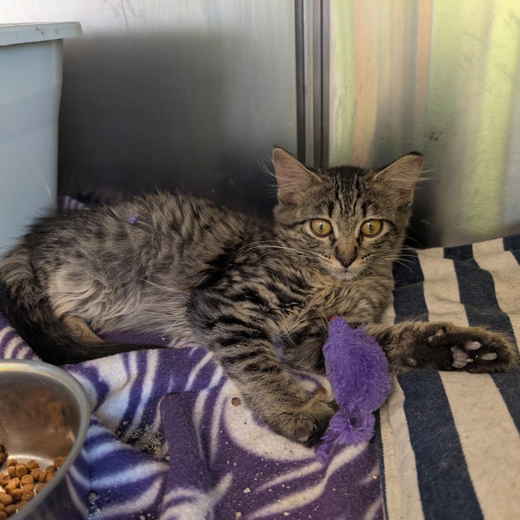 Holiday Inn, Adoptable, Kitten Female Domestic Long Hair.