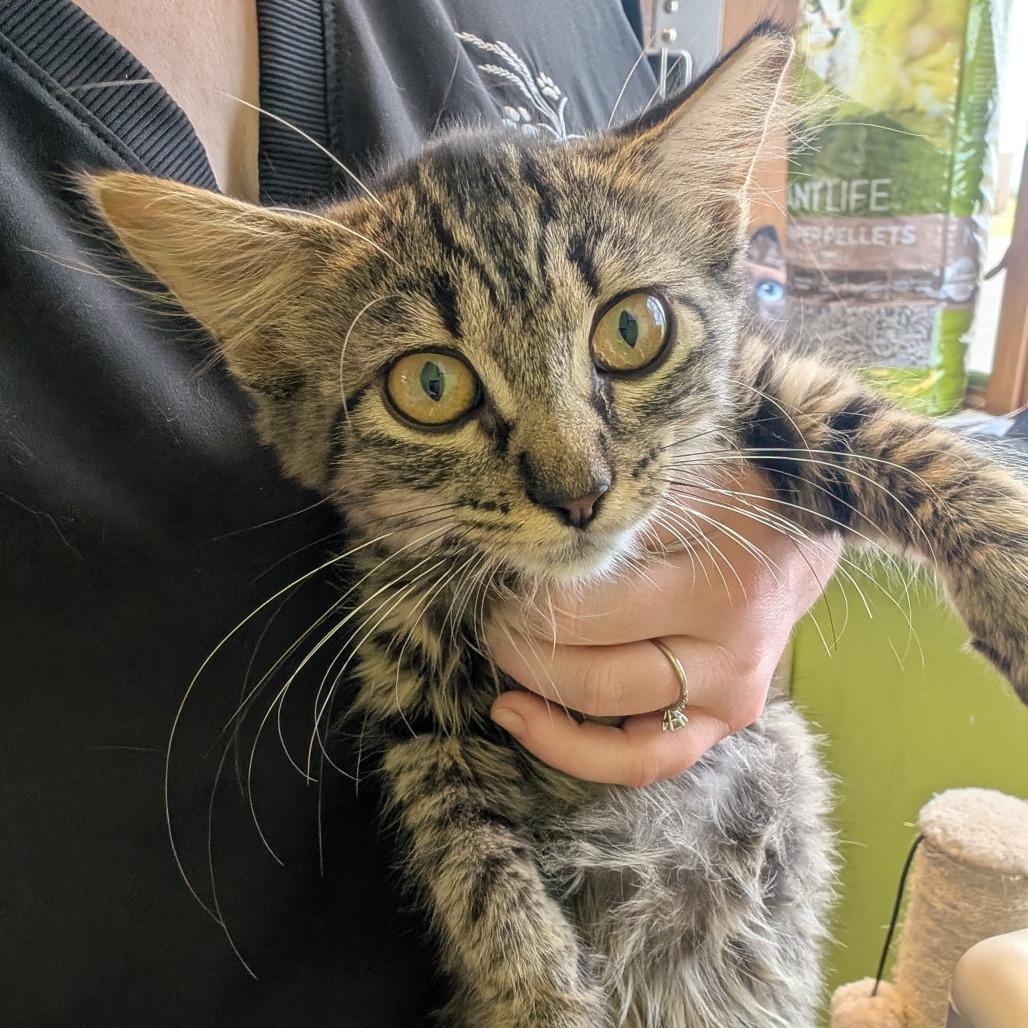 Holiday Inn, a Adoptable Domestic Long Hair in Emporia, KS image 2/4