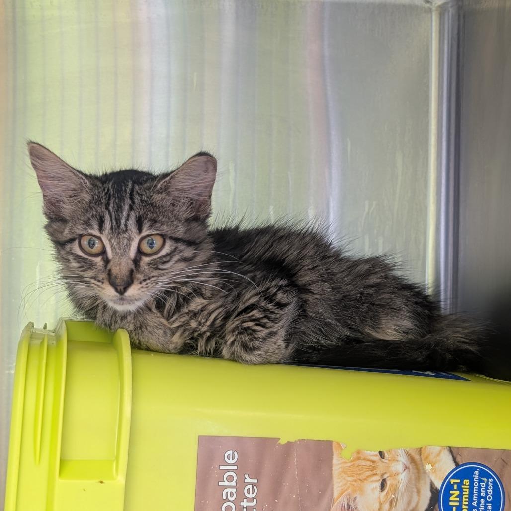 Holiday Inn, a Adoptable Domestic Long Hair in Emporia, KS image 3/4