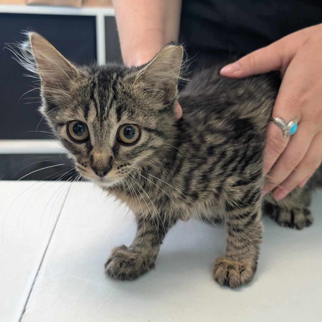Holiday Inn, a Adoptable Domestic Long Hair in Emporia, KS image 4/4