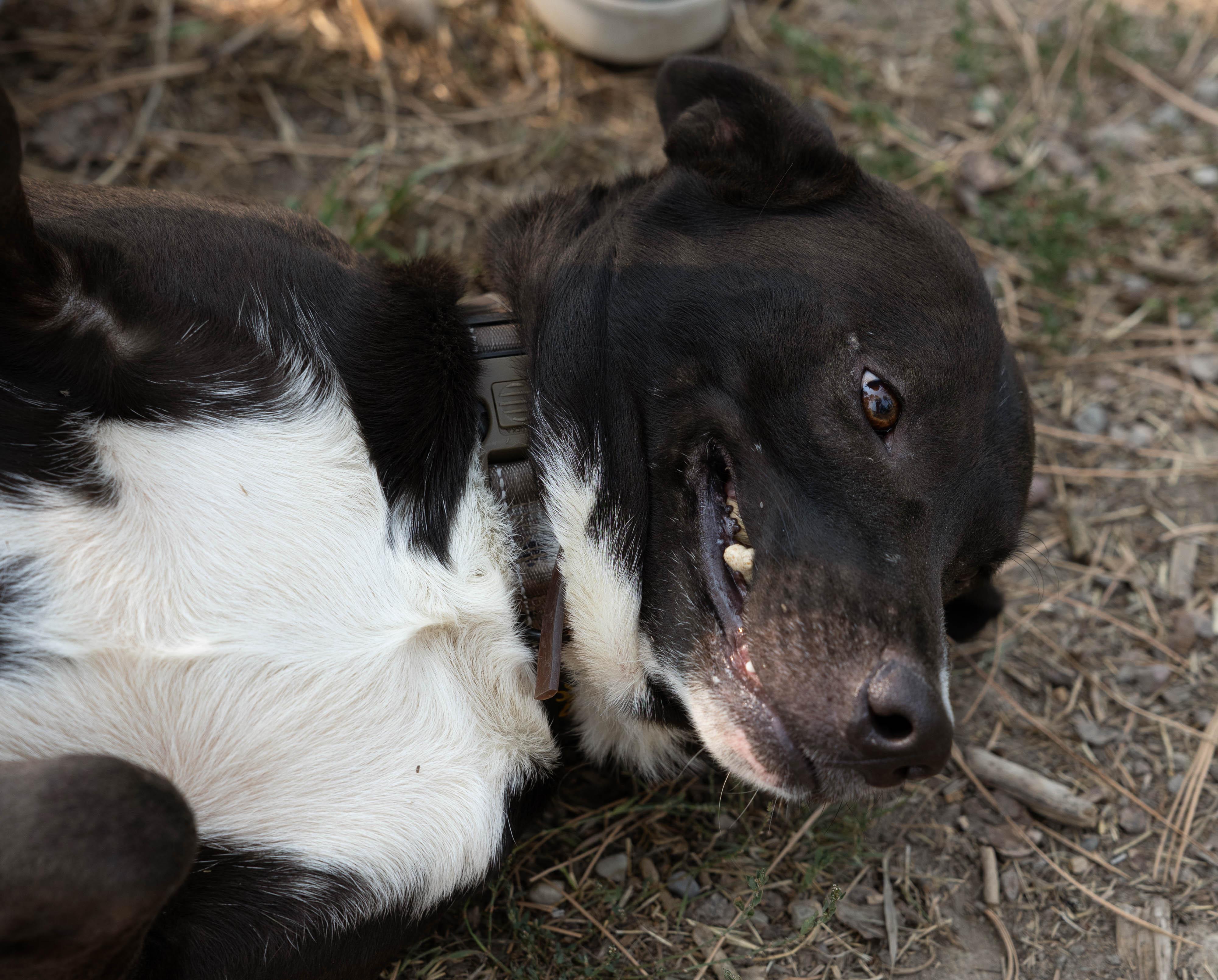 Dozer, an adoptable Black Labrador Retriever in Libby, MT, 59923 | Photo Image 2