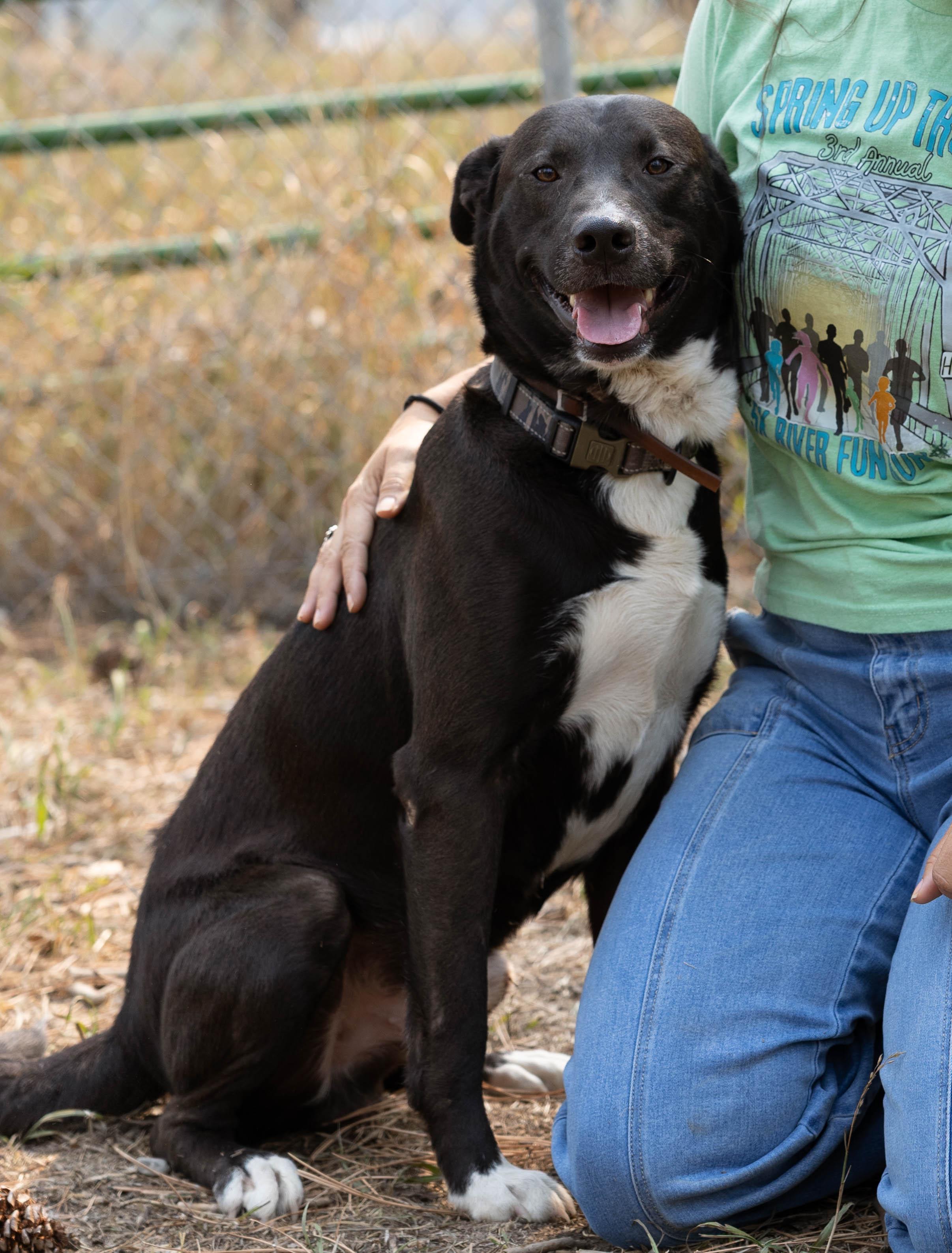 Dozer, an adoptable Black Labrador Retriever in Libby, MT, 59923 | Photo Image 3