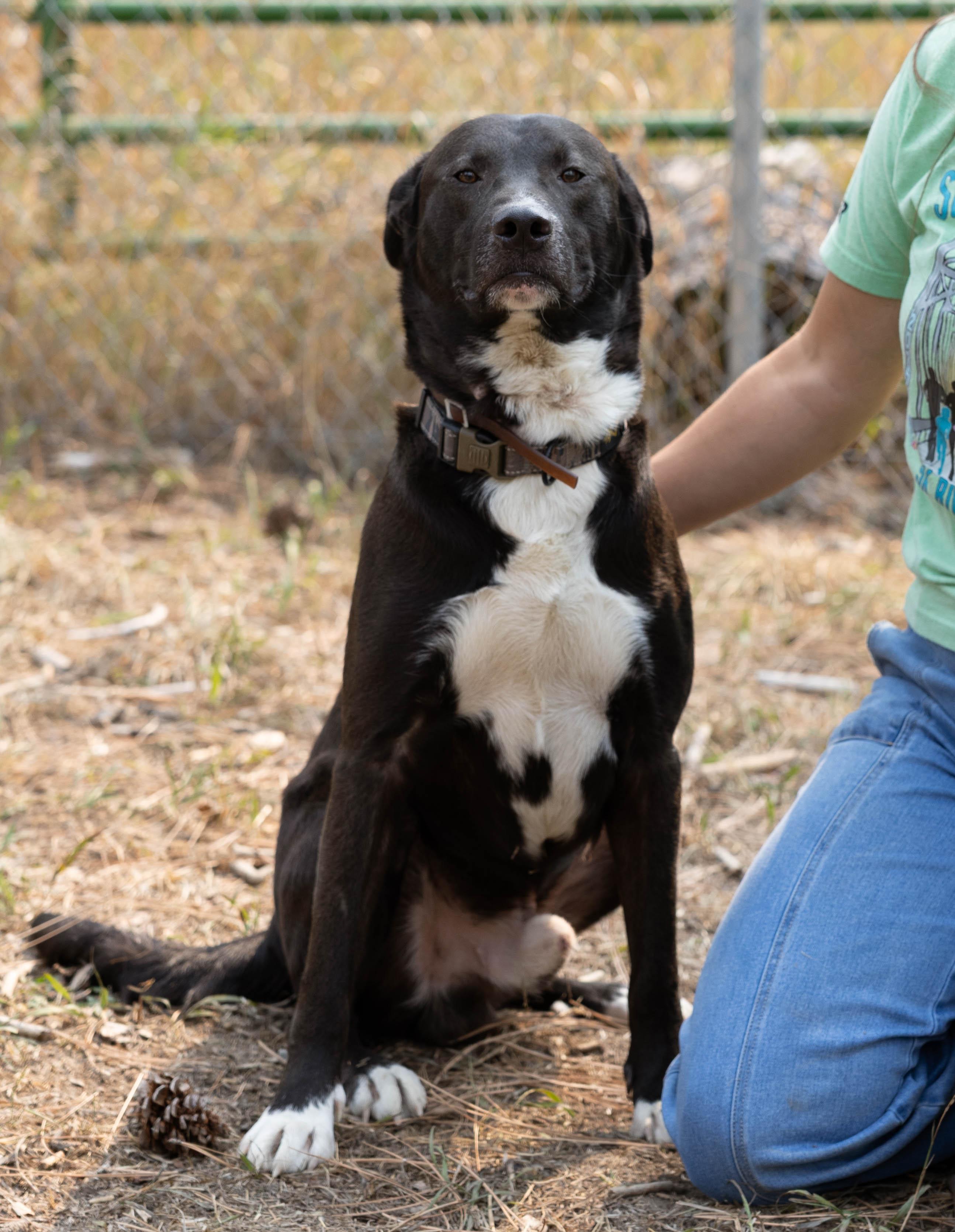 Dozer, an adoptable Black Labrador Retriever in Libby, MT, 59923 | Photo Image 1