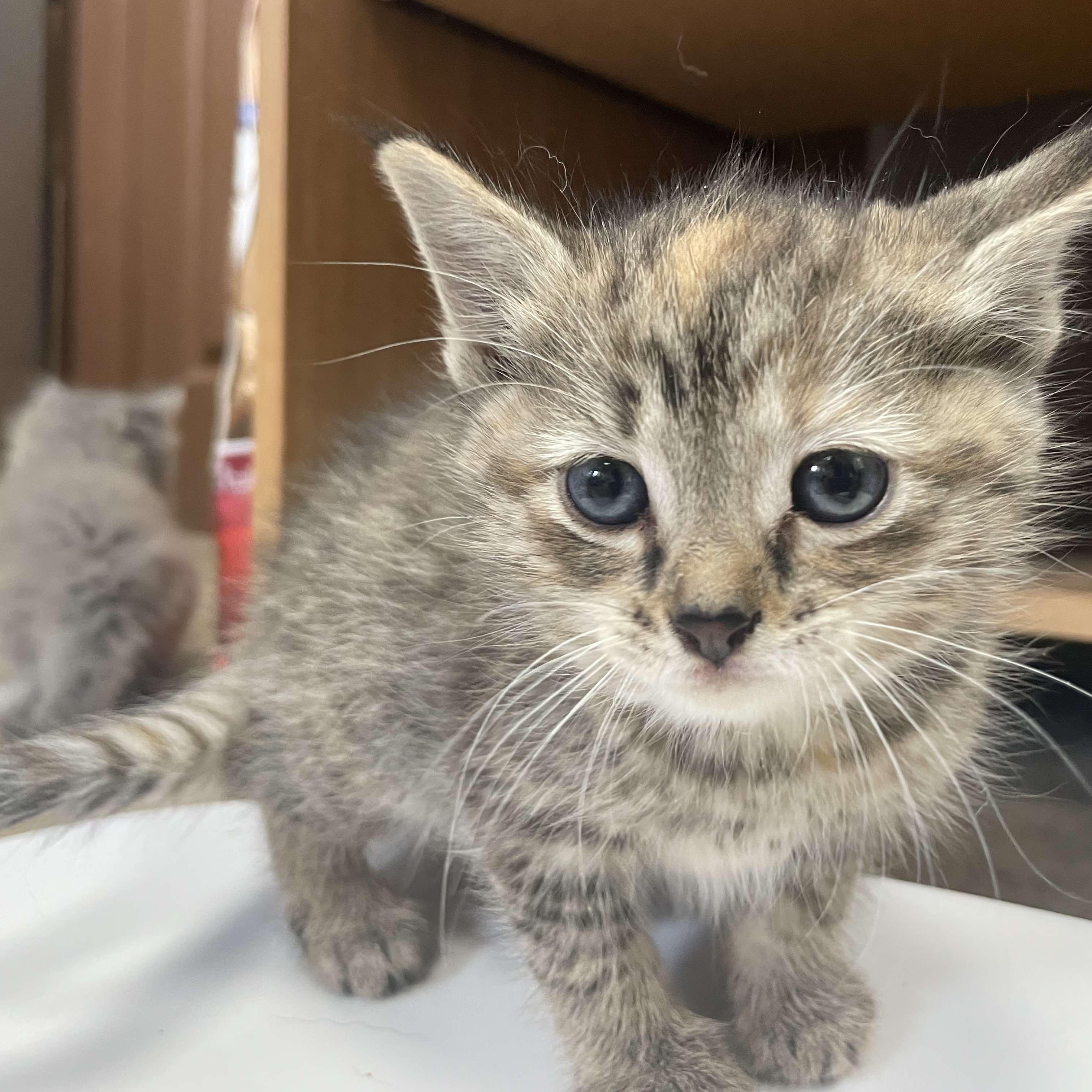 Stretch, Baby Female Domestic Short Hair