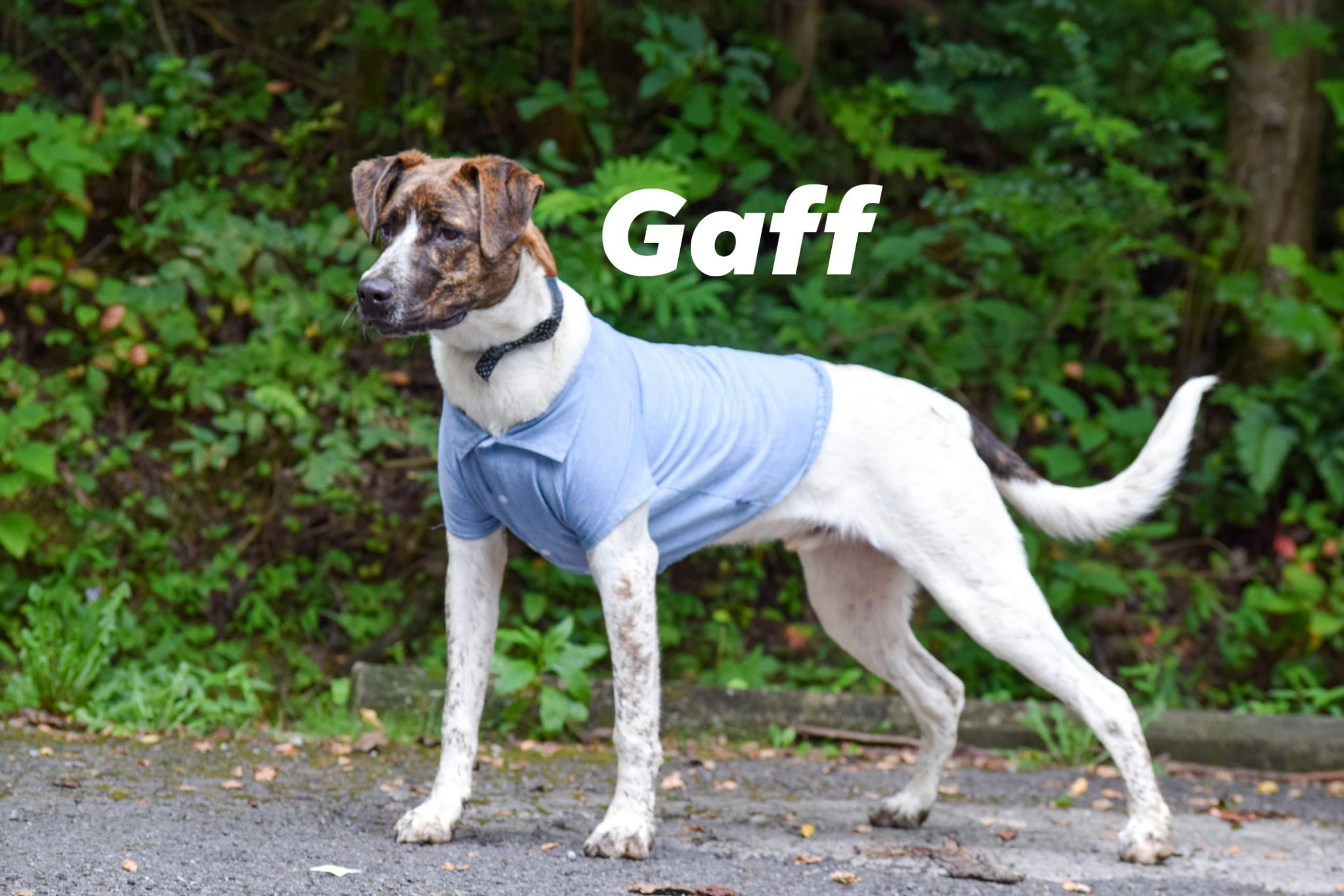 Gaff
