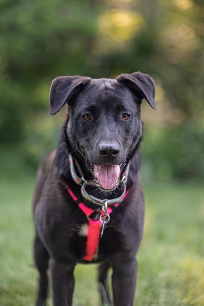 Enlarge Pammy, a Adoptable mixed breed in Savage, MN image 1/6