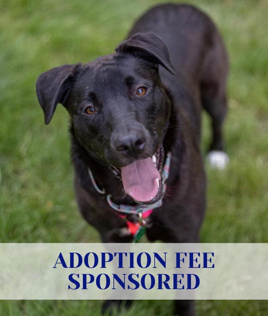 Enlarge Pammy, a Adoptable mixed breed in Savage, MN image 2/6