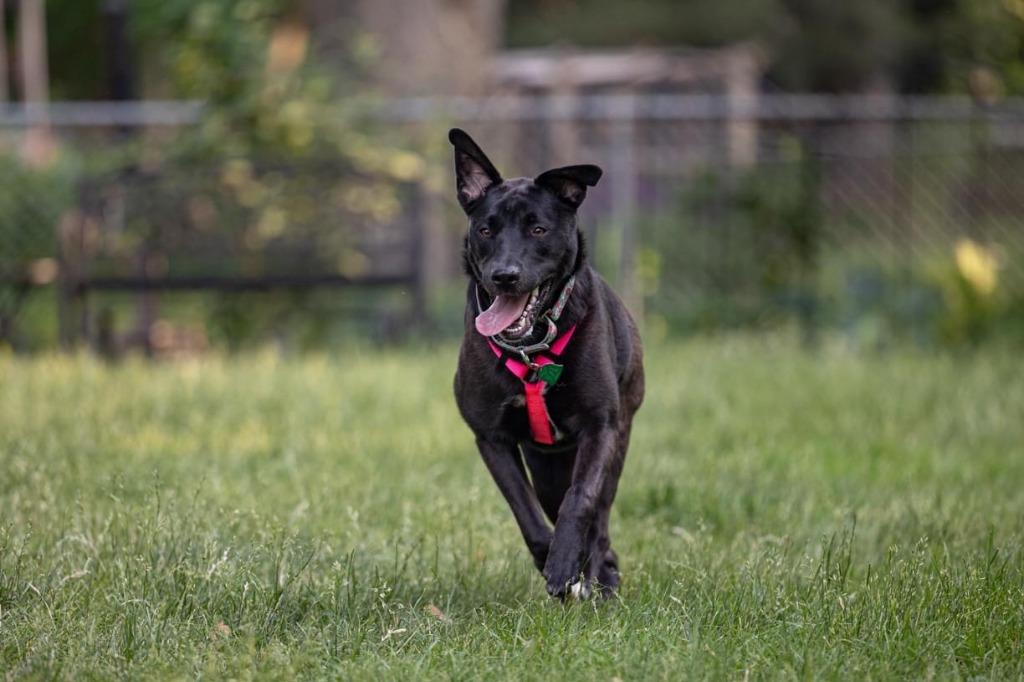 Enlarge Pammy, a Adoptable mixed breed in Savage, MN image 3/6