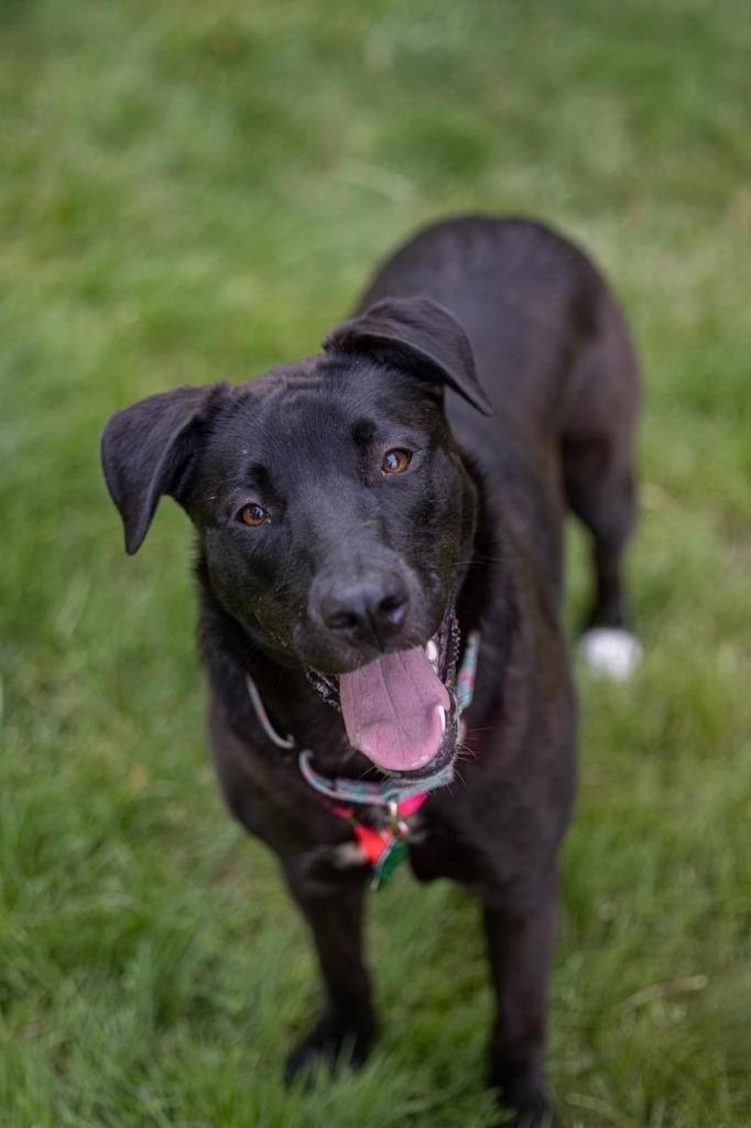 Enlarge Pammy, a Adoptable mixed breed in Savage, MN image 4/6