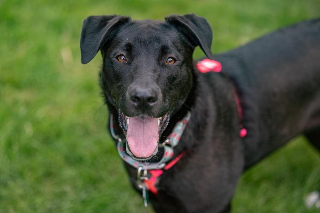 Enlarge Pammy, a Adoptable mixed breed in Savage, MN image 1/5