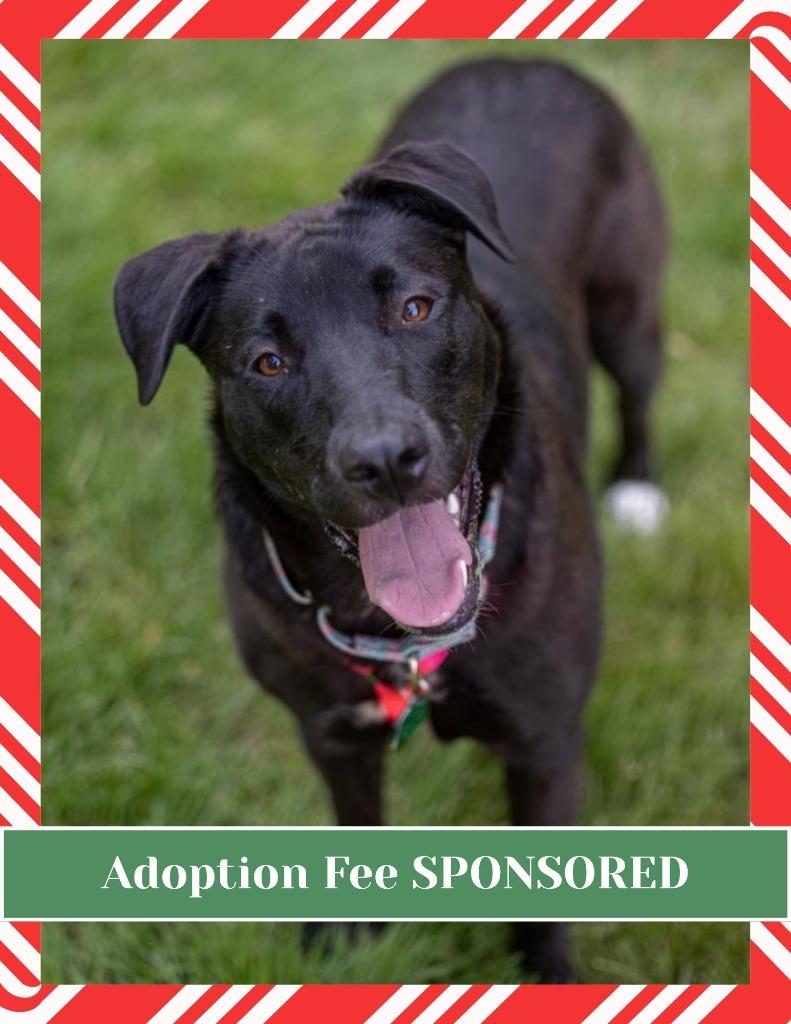 Enlarge Pammy, a Adoptable mixed breed in Savage, MN image 5/5