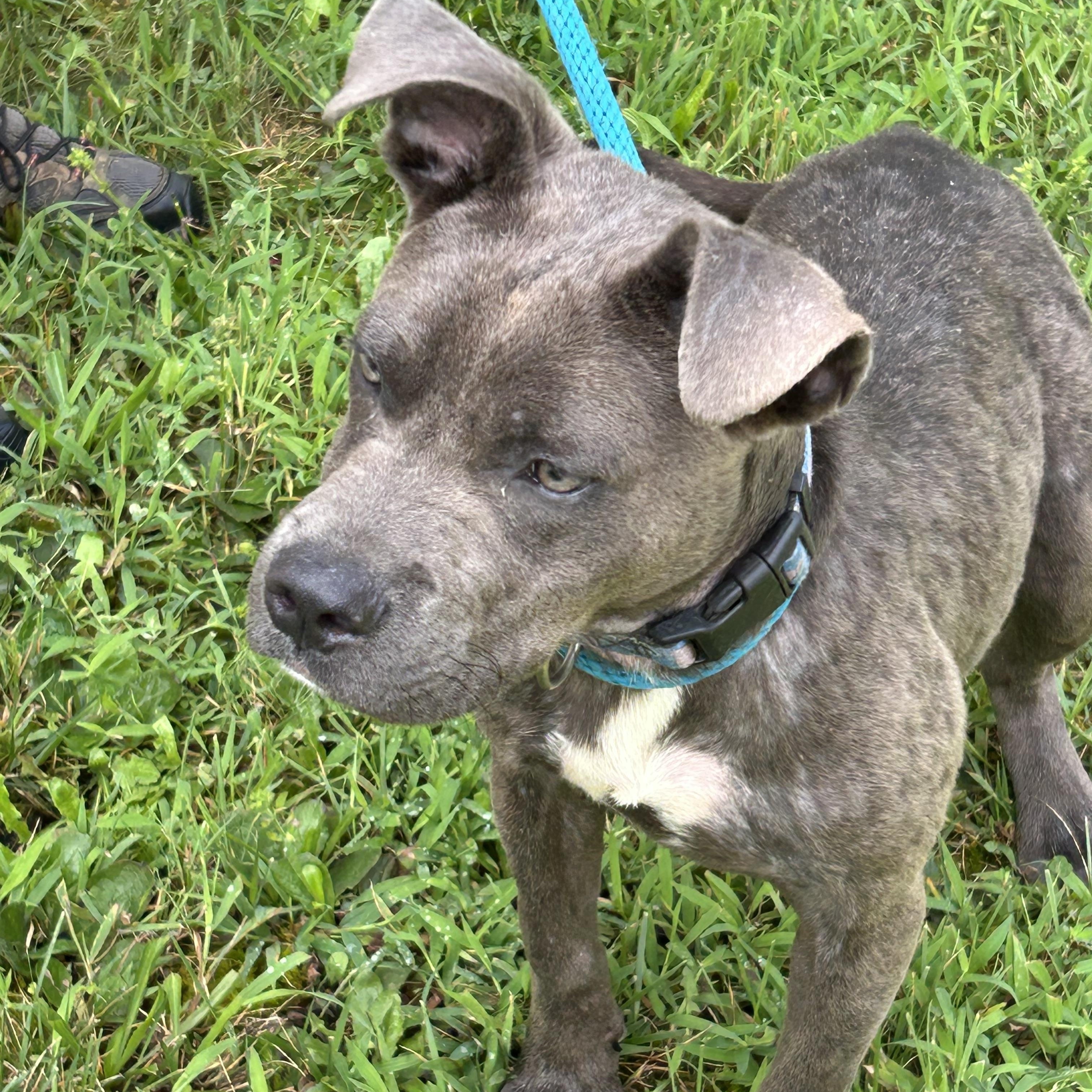 Howard, a ADOPTABLE Pit Bull Terrier in Charles City, VA image 1/5