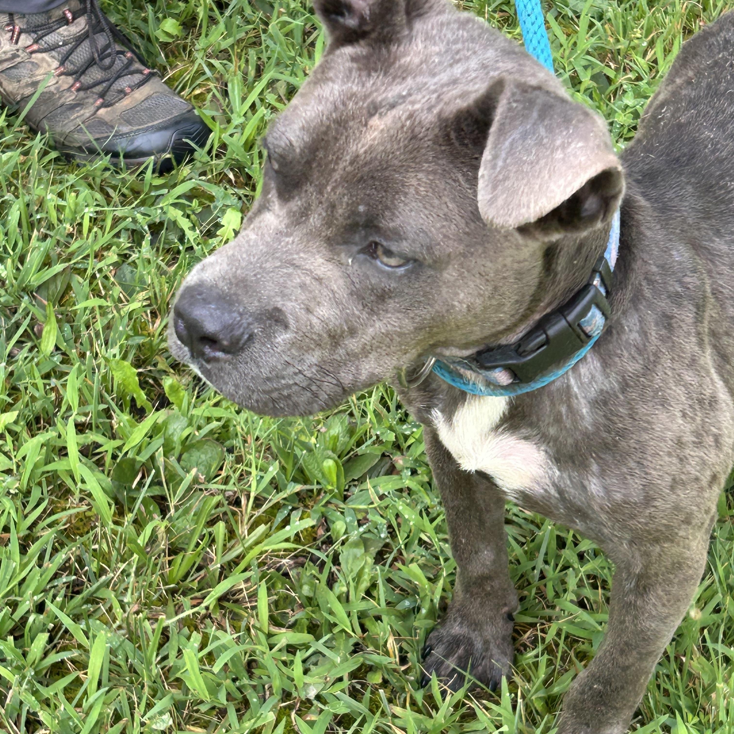 Howard, a ADOPTABLE Pit Bull Terrier in Charles City, VA image 5/5