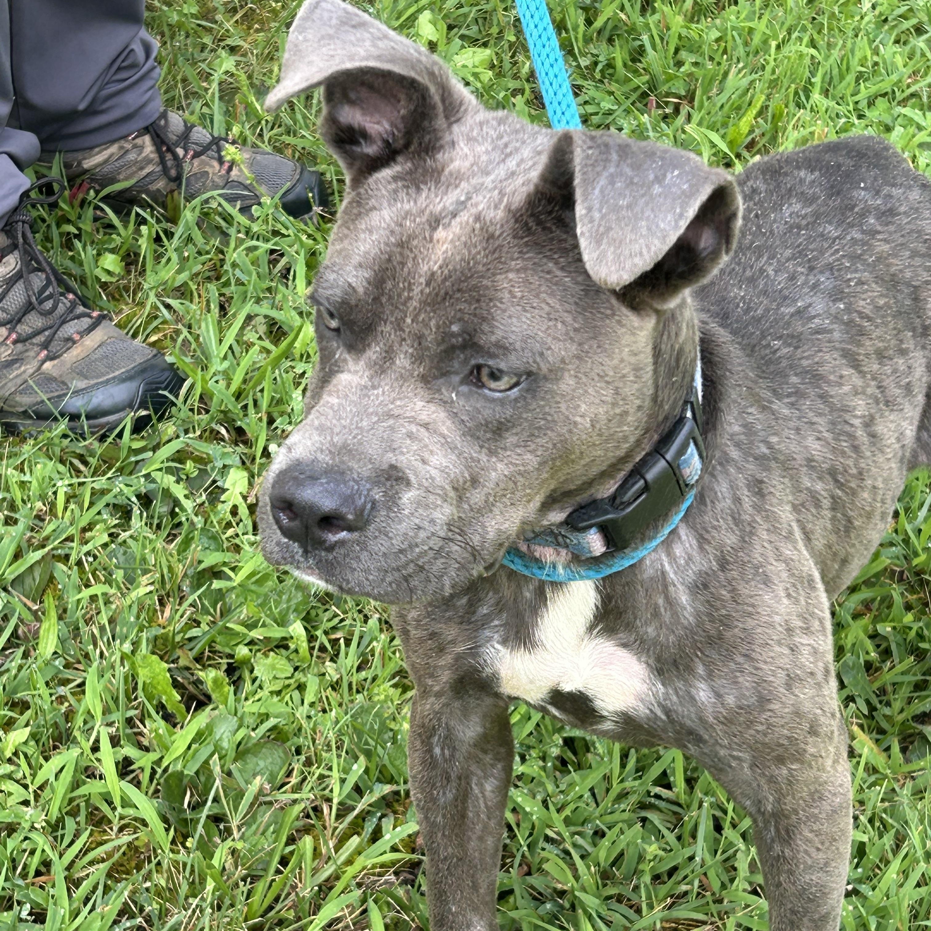 Howard, a ADOPTABLE Pit Bull Terrier in Charles City, VA image 3/5