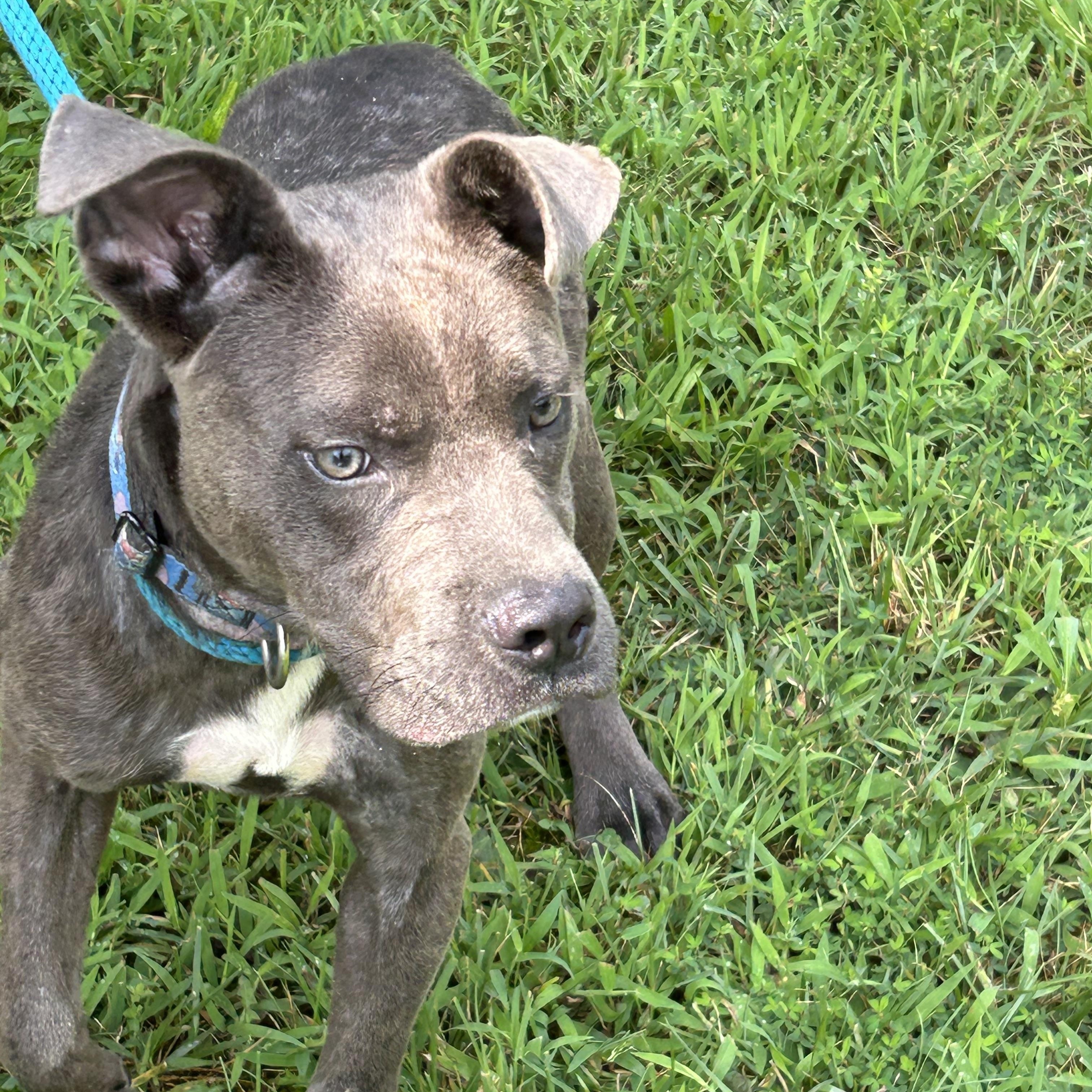 Howard, a ADOPTABLE Pit Bull Terrier in Charles City, VA image 4/5