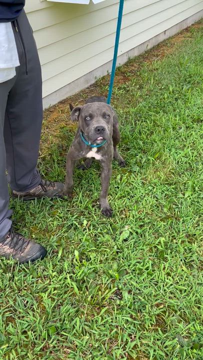 Enlarge Howard, a ADOPTABLE Pit Bull Terrier in Charles City, VA video 2/5