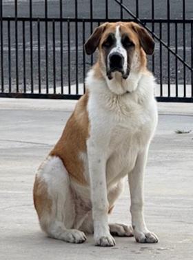 Enlarge Orion, a ADOPTABLE mixed breed in Las Vegas, NV image 1/1