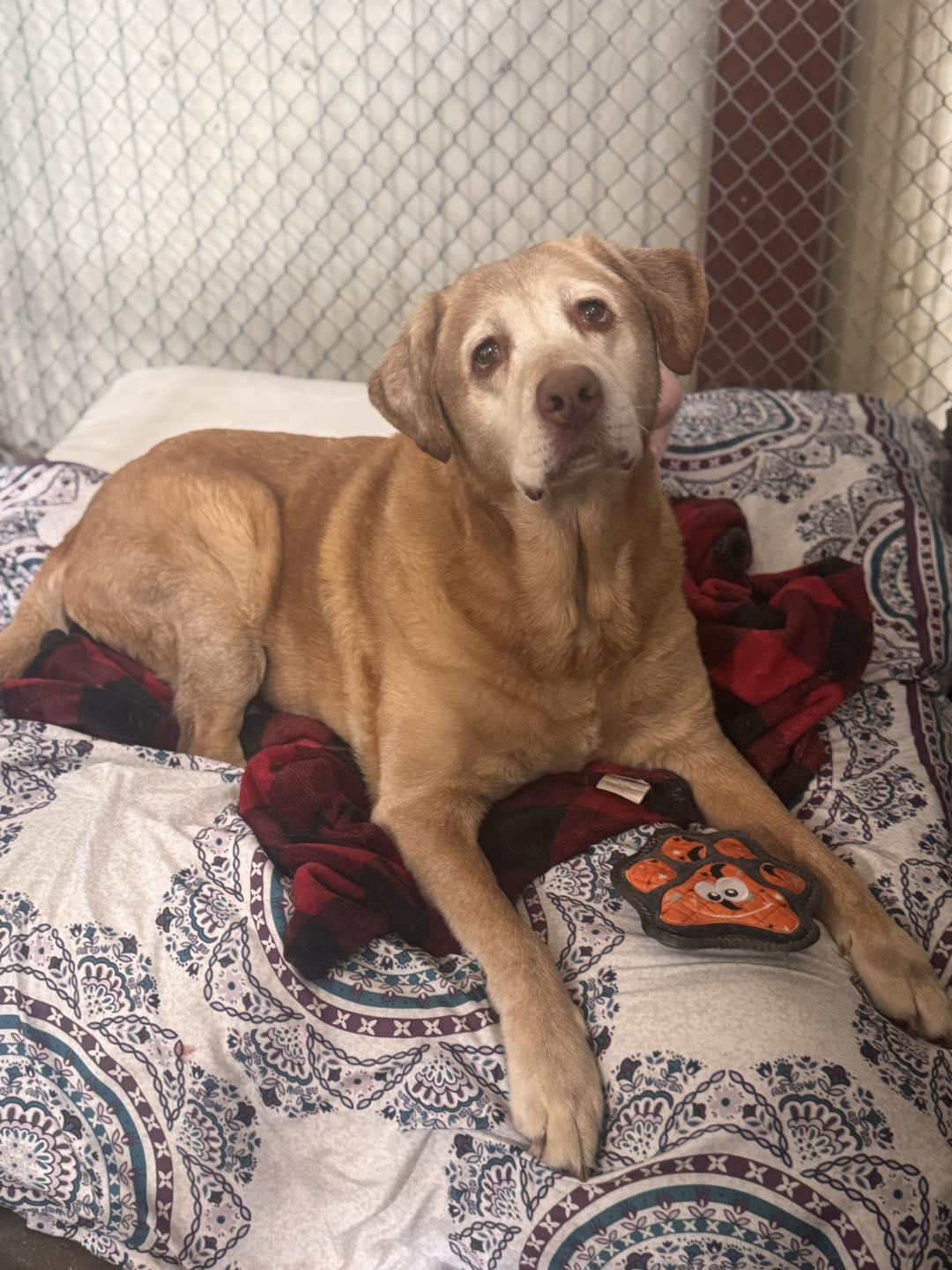 Enlarge Apollo, a Adopted mixed breed in Holland, MI image 1/3