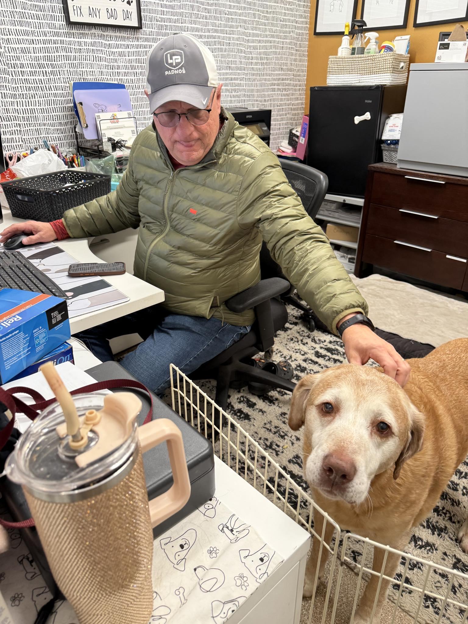 Enlarge Apollo, a Adopted mixed breed in Holland, MI image 2/3