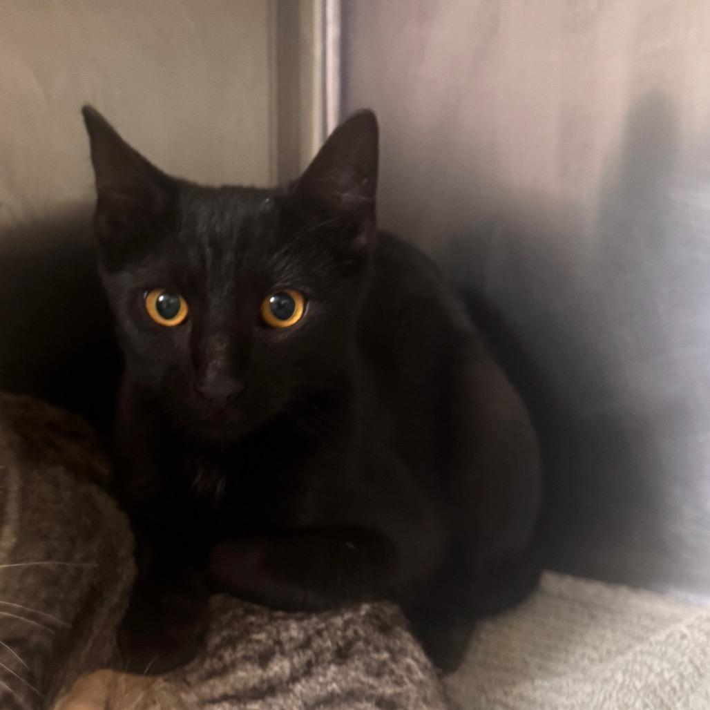 Enlarge Huey, a Adoptable Domestic Short Hair in Starkville, MS image 1/1