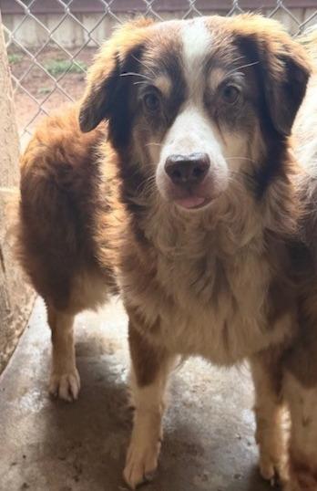 Enlarge Ginger, a Adoptable Australian Shepherd in Thompson Falls, MT image 1/2