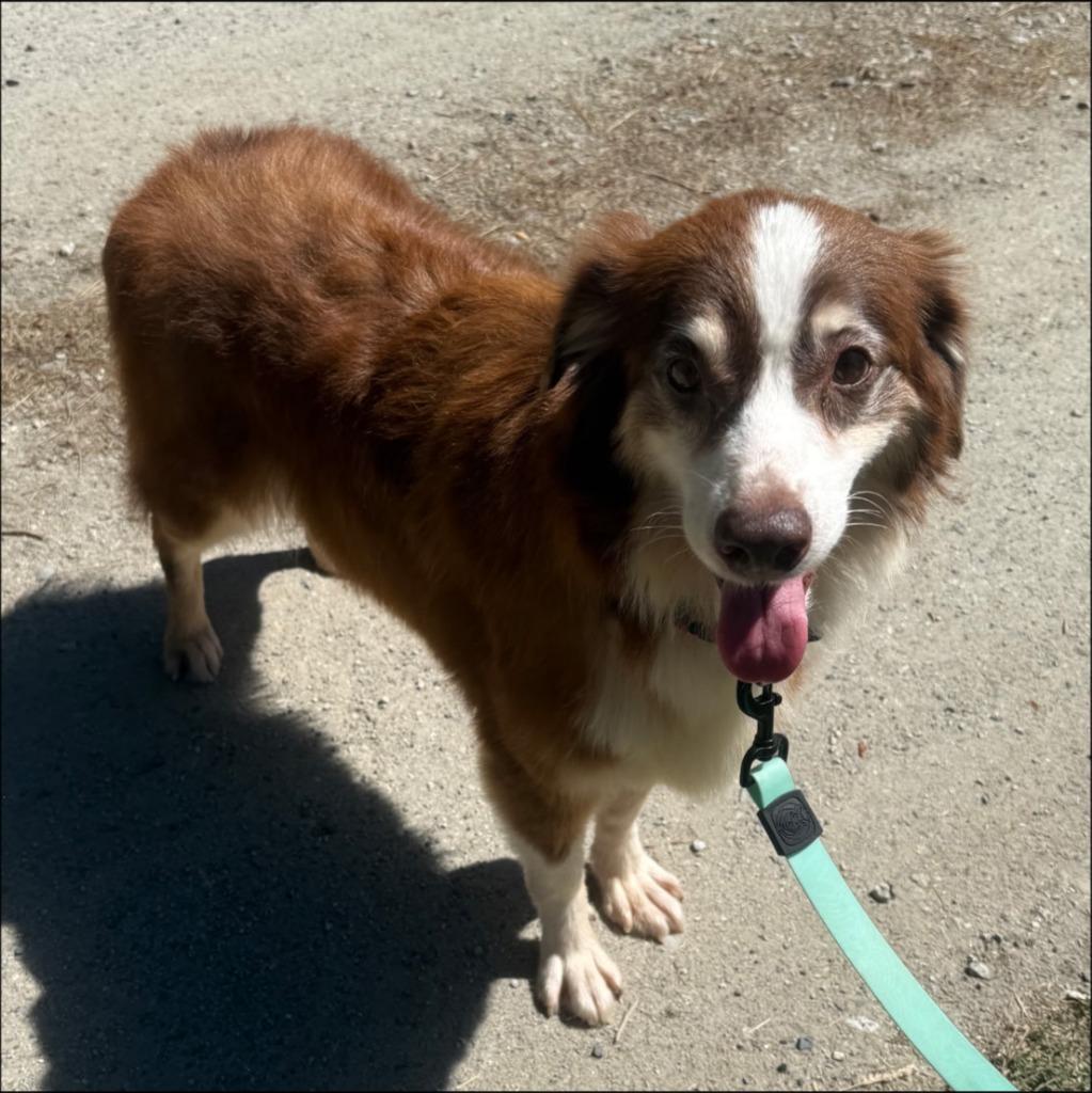 Enlarge Ginger, a Adoptable Australian Shepherd in Thompson Falls, MT image 2/2