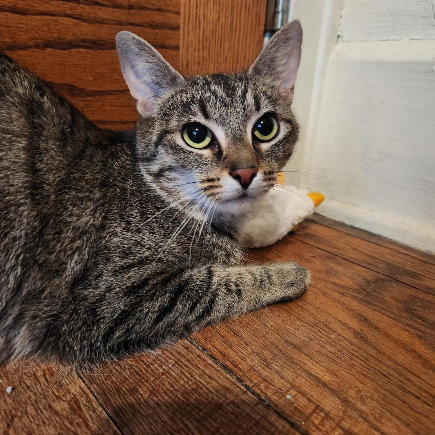 Enlarge Violet, a ADOPTABLE Domestic Short Hair in Racine, WI image 2/3