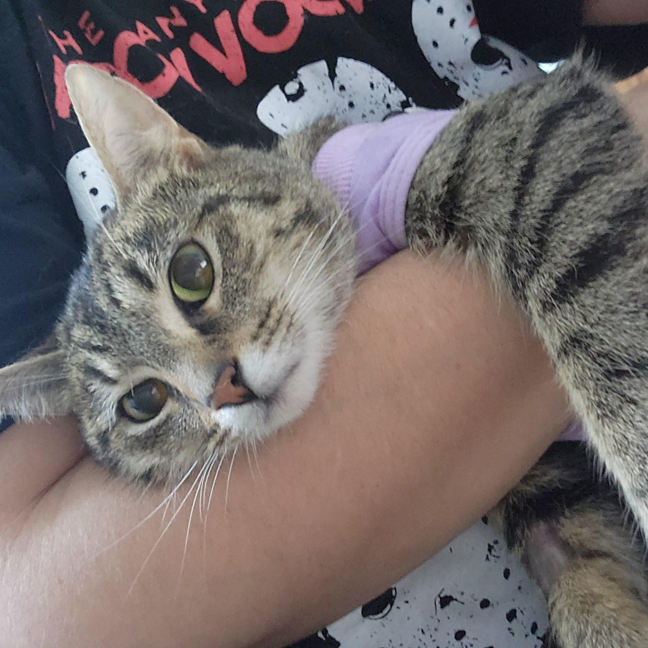 Enlarge Violet, a ADOPTABLE mixed breed in Racine, WI image 3/6