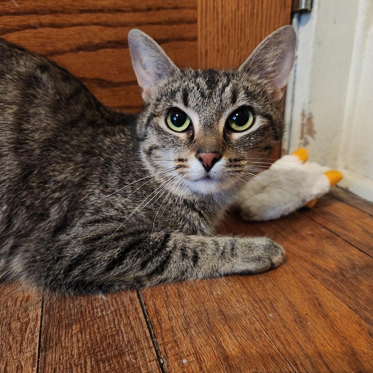 Enlarge Violet, a ADOPTABLE Domestic Short Hair in Racine, WI image 3/3
