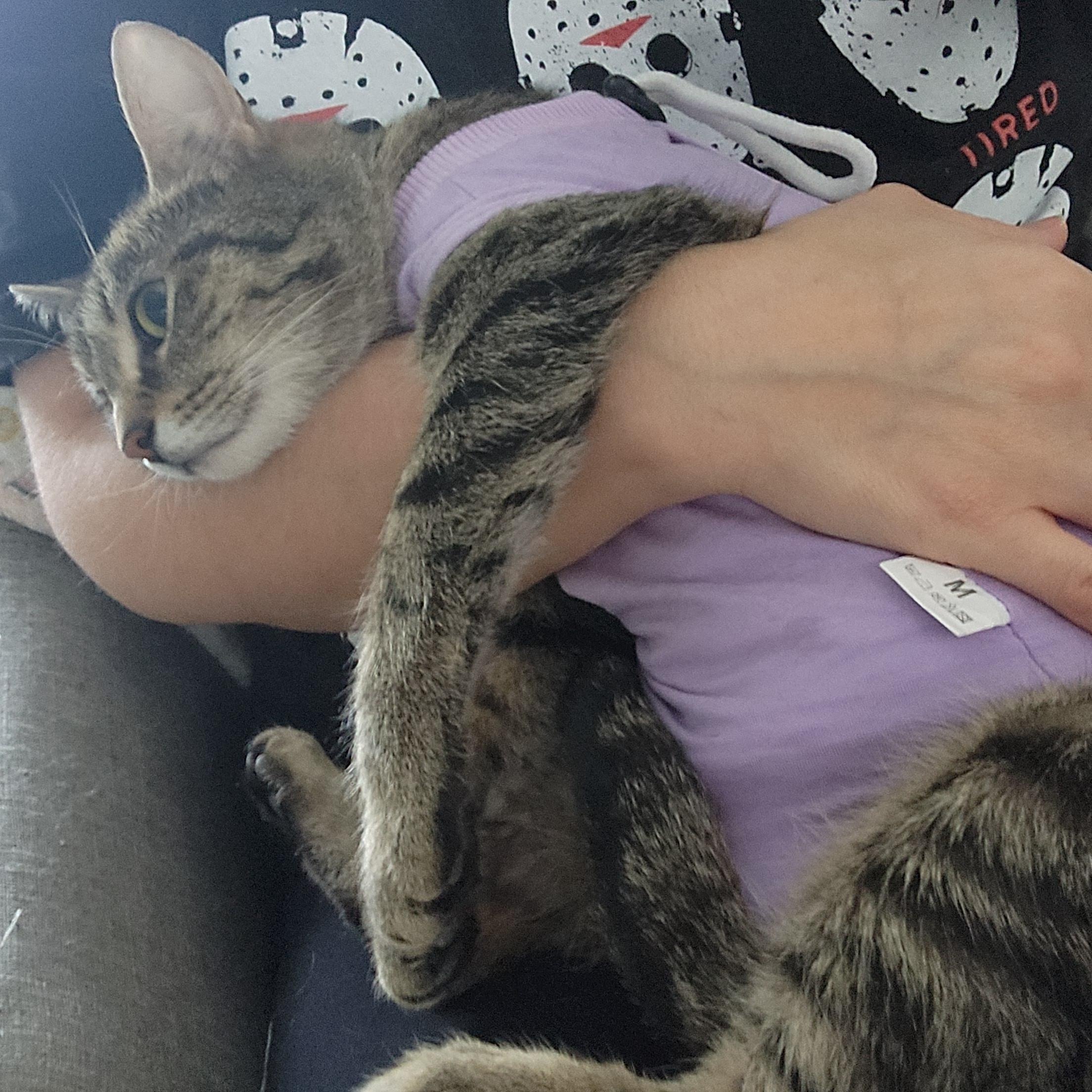 Enlarge Violet, a ADOPTABLE mixed breed in Racine, WI image 6/6