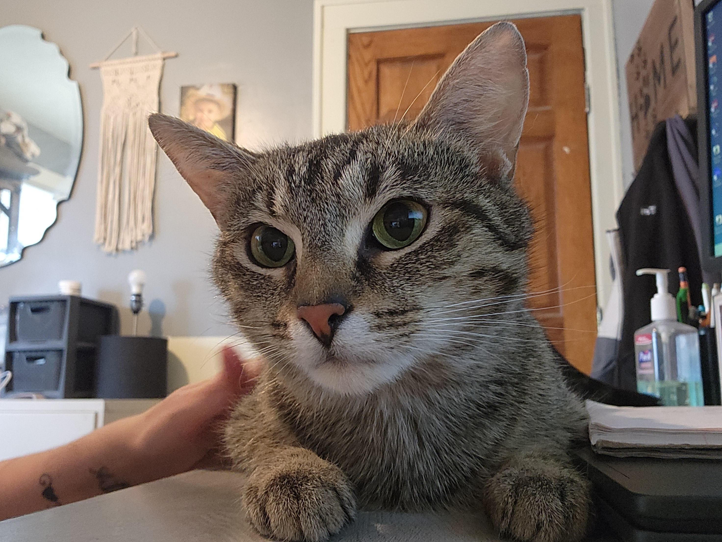 Enlarge Violet, a ADOPTABLE mixed breed in Racine, WI image 5/6