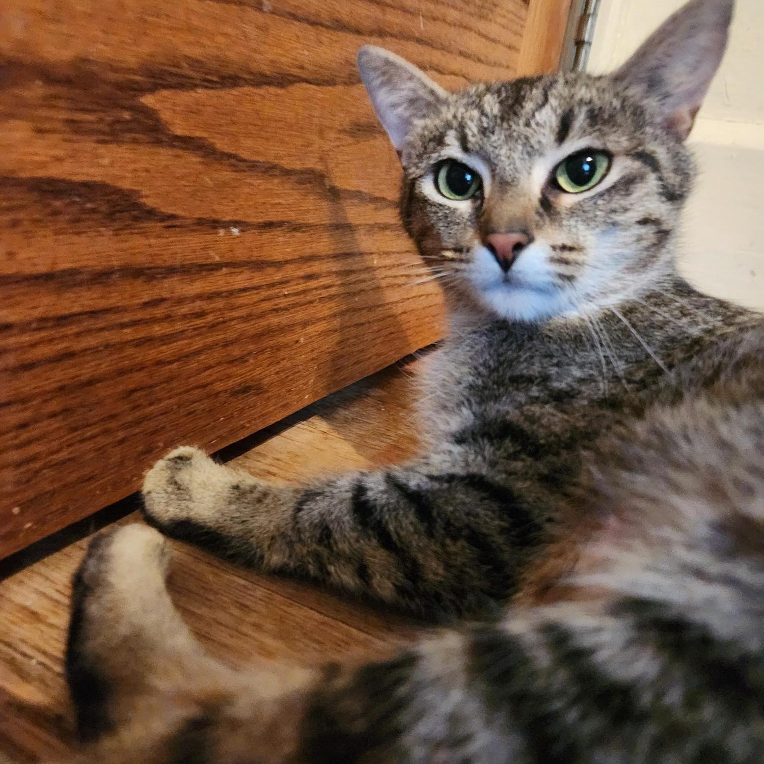 Enlarge Violet, a ADOPTABLE Domestic Short Hair in Racine, WI image 1/3