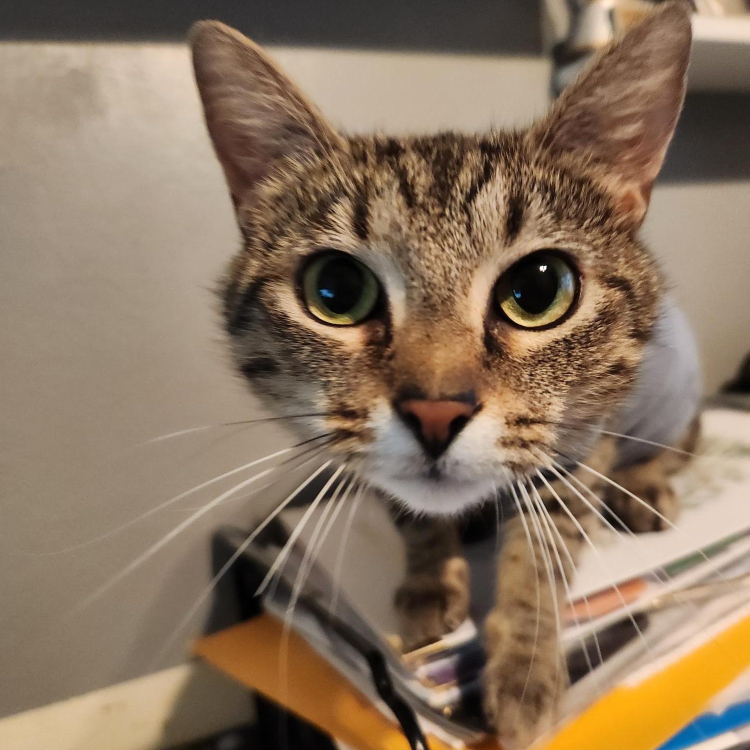 Enlarge Violet, a ADOPTABLE mixed breed in Racine, WI image 4/6