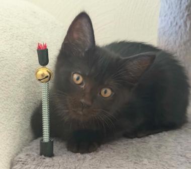 Enlarge Forest, a ADOPTABLE Domestic Short Hair in Battle Creek, MI image 1/1