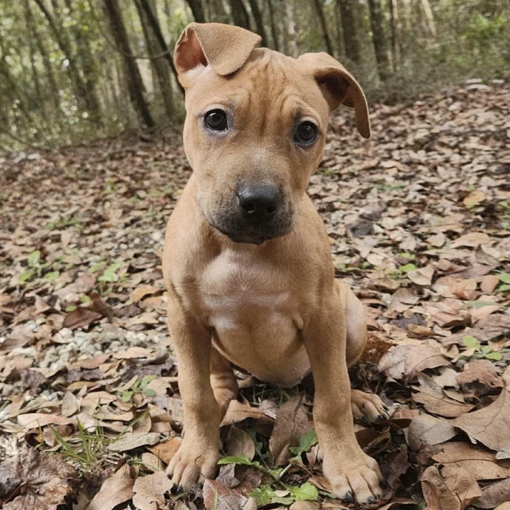Enlarge Lilou, a Adoptable Mixed Breed in Williston, FL image 1/1
