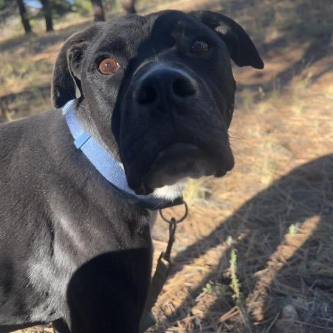 Enlarge Truman-In Foster! Best Running Buddy!, a Adoptable mixed breed in Flagstaff, AZ image 1/6