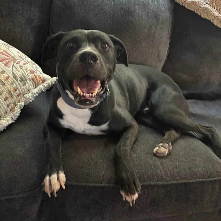 Enlarge Truman - In Foster!, a Adoptable mixed breed in Flagstaff, AZ image 2/6