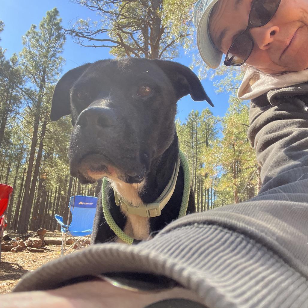 Enlarge Truman-In Foster! Best Running Buddy!, a Adoptable mixed breed in Flagstaff, AZ image 4/6