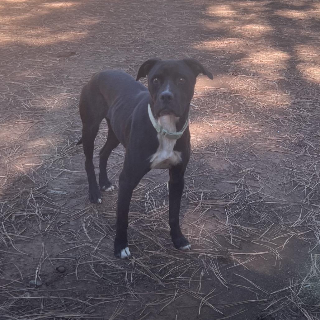 Enlarge Truman-In Foster! Best Running Buddy!, a Adoptable mixed breed in Flagstaff, AZ image 5/6