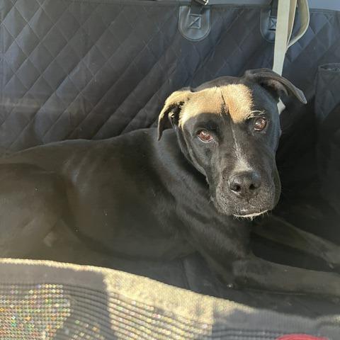 Enlarge Truman-In Foster! Best Running Buddy!, a Adoptable mixed breed in Flagstaff, AZ image 6/6