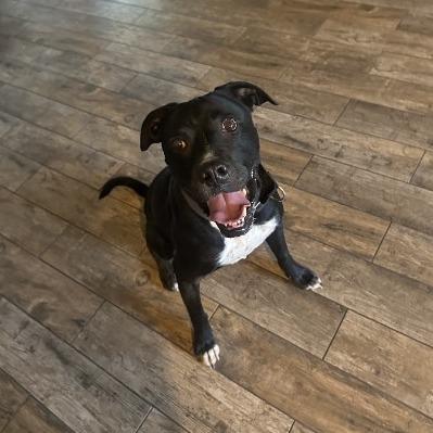 Truman - In Foster! Best Running Buddy!, a Adoptable mixed breed in Flagstaff, AZ image 6/6