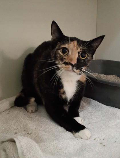 Tia, Adoptable, Kitten Female Domestic Medium Hair & Domestic Short Hair.